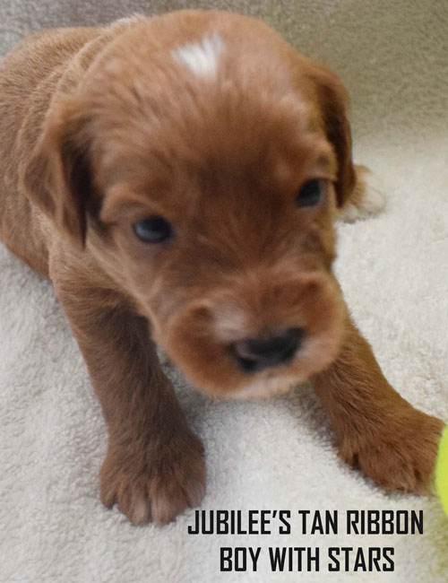 australian labradoodles